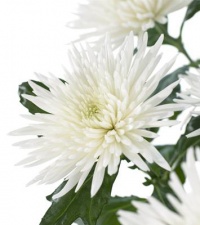 Хризантема одноголовая "Анастасия белая "