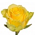 Пенни лейн, роза России 70 см