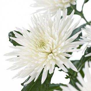Хризантема одноголовая "Анастасия белая "