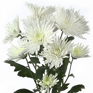 Хризантема кустовая "Анастасия белая"