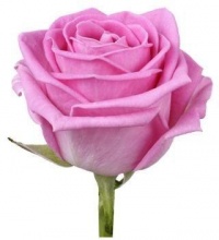 Аква, роза России 70 см