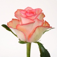 Джумилия, роза России 70 см