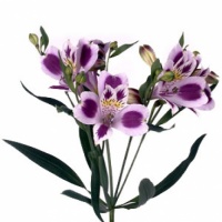 Альстромерия