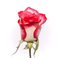 Роза Кения "Дуэт" 35 см