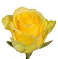 Пенни лейн, роза России 70 см
