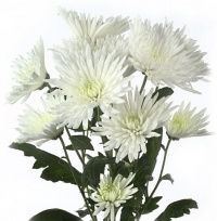 Хризантема кустовая "Анастасия белая"