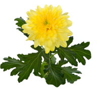 Хризантема одноголовая