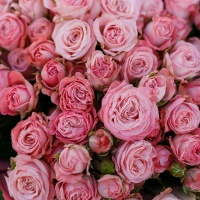 Роза кустовая кремовая 60см