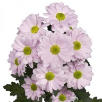 Хризантема кустовая