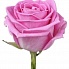 Аква, роза России 70 см