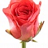Вау, роза России 70 см
