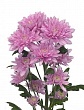 Хризантема кустовая "Евро розовая"