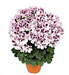 Пеларгония